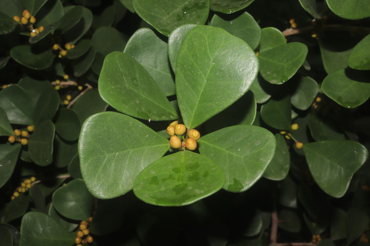 Ficus natalensis subsp. leprieurii (Miq.) C.C.Berg